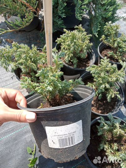 Кипарисовик