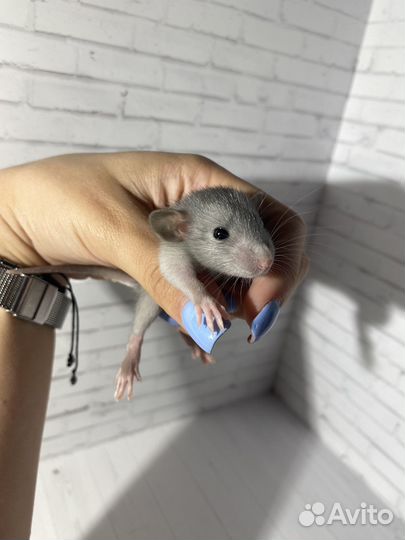 Крыса дамбо голубая