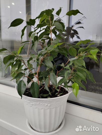 Фикус Али, Фикус Бенджамина