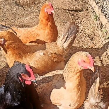 Инкубационное яйцо кур Русская хохлатка