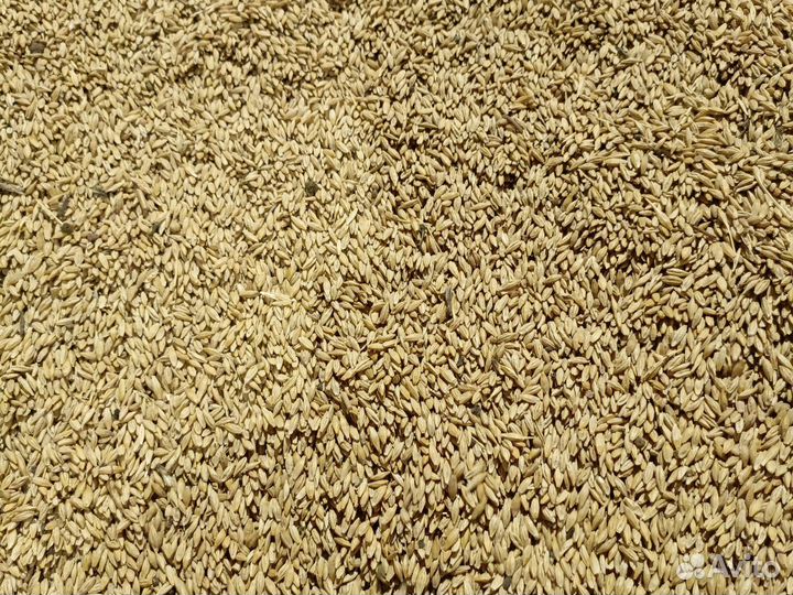 Зерно пшеница ячмень кукуруза