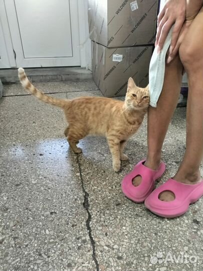 Рыжий кот