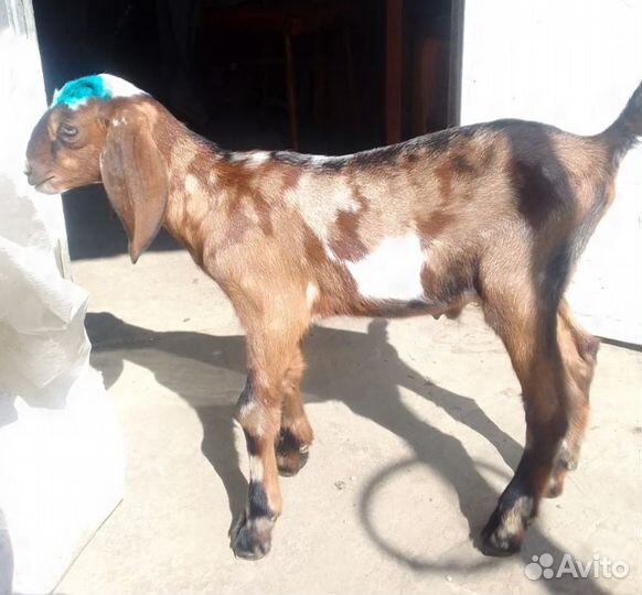 Англо нубийские козы