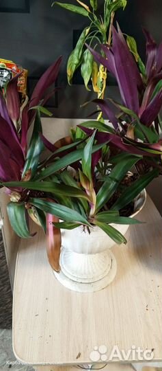 Комнатные растения