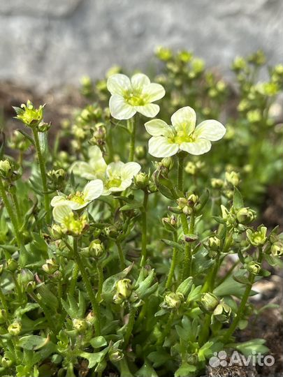 Камнеломка арендса (многолетние растения)