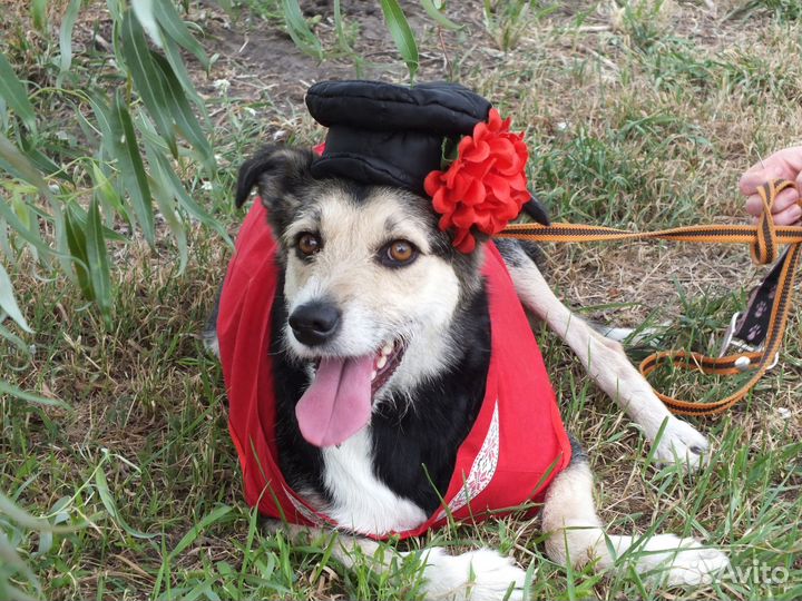 Собака в добрые руки