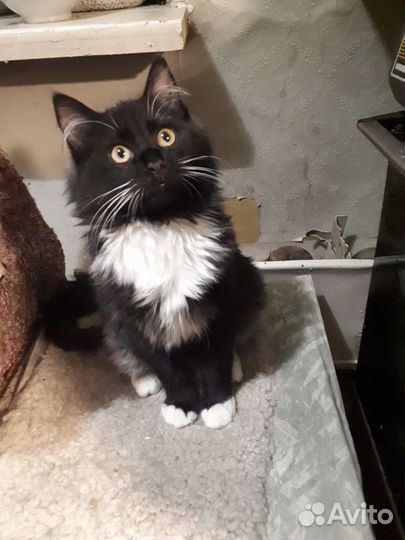 Котёнок мальчик 5-6 мес