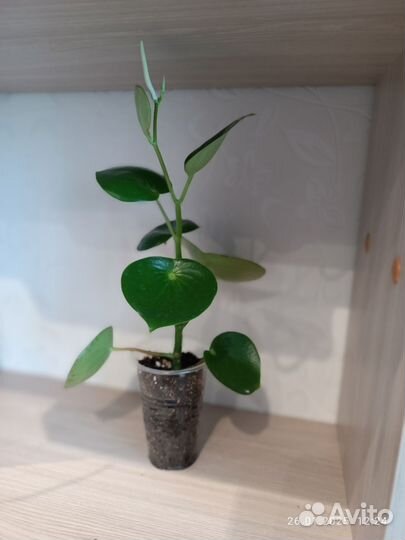 Пеперомия рейндроп цветущая