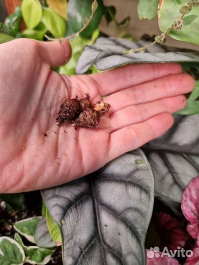 Клубни Алоказии Серебряный Дракон