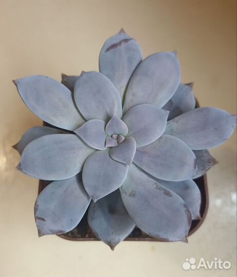 Суккуленты почтой часть 6 из 9