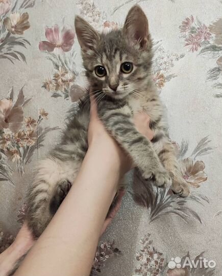 Котенок