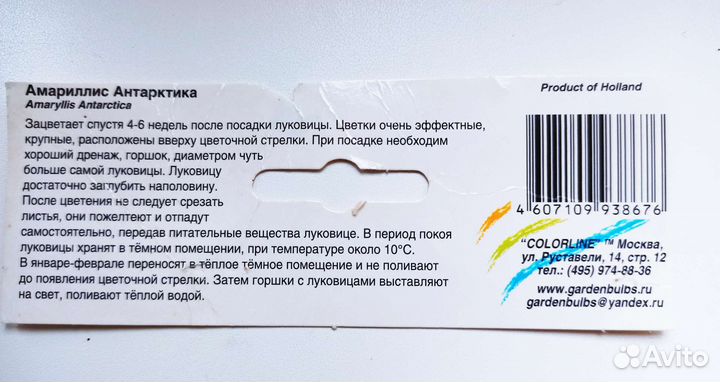 Гиппераструм, амариллис сортовой