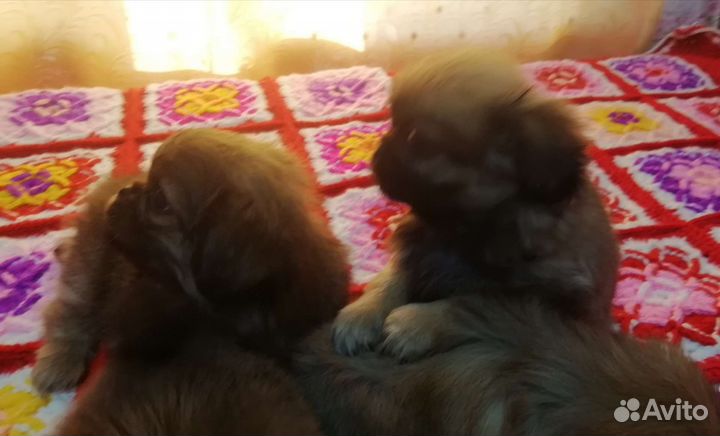 Щенки пекинеса