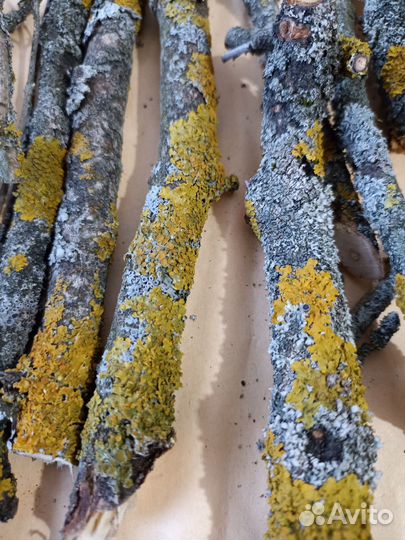 Корм для улиток