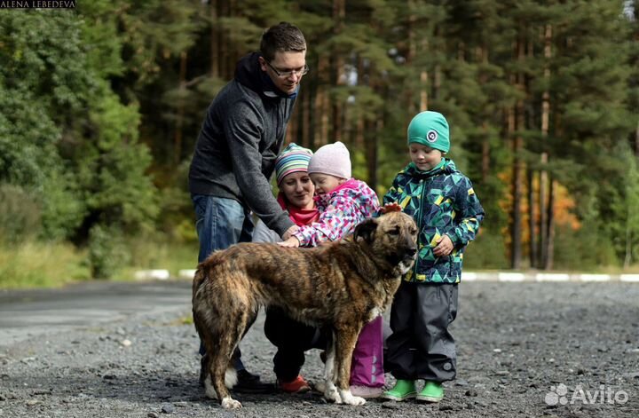 Собака Лика