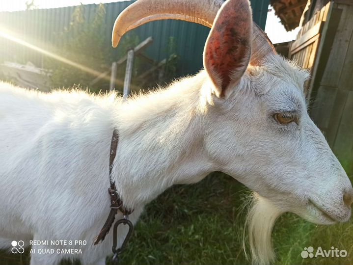 Продаю козу
