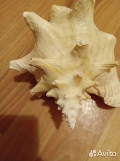 Ракушка морская большая