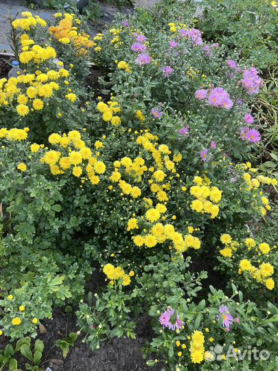 Садовые растения Хризантемы