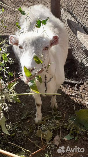 Зааненские козы дойные