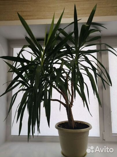 Пальма юкка