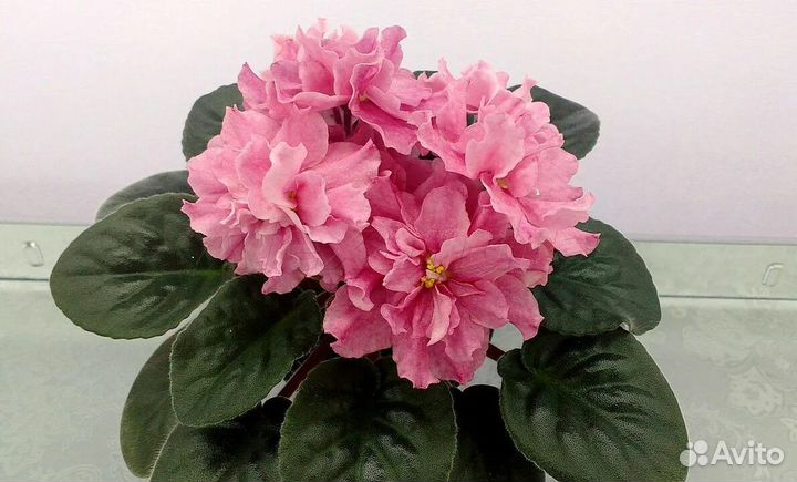 Детки сортовых фиалок