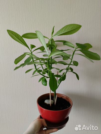 Молочай, фиалка и филодендрон гитаровидный