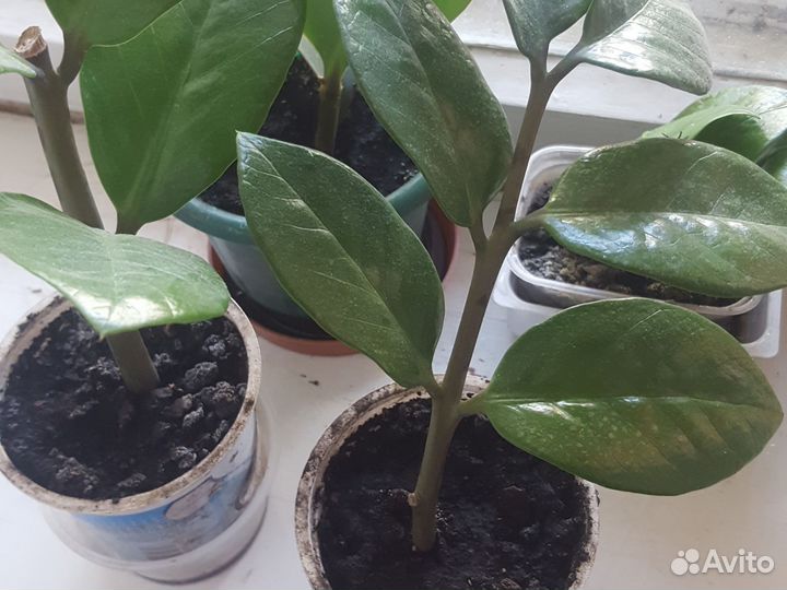 Замикулис-долоровое дерево