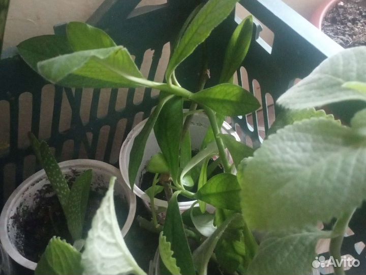 Росточки цветов