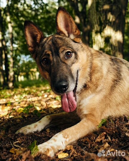Овчарка в добрые руки