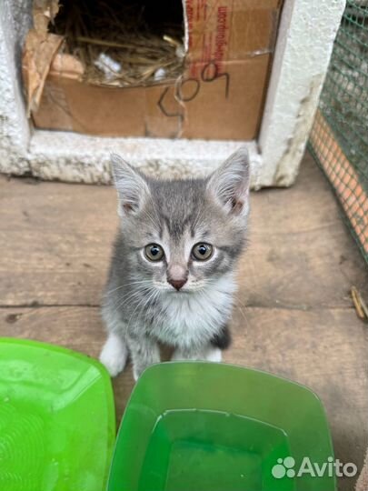 Котёночек в добрые руки