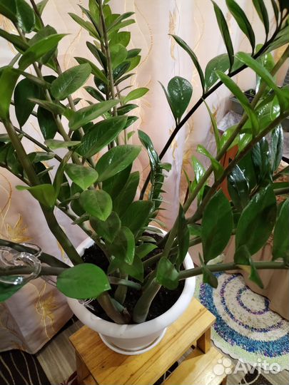 Замиокулькас