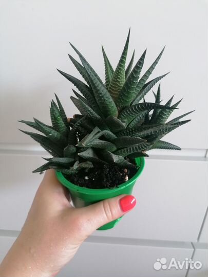 Лимифолия, оксалис (кислица), крассула вариегатная