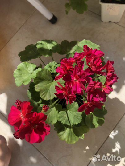 Dovepoint, april snow