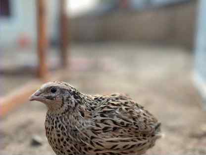 Перепела несушки, Пушкино