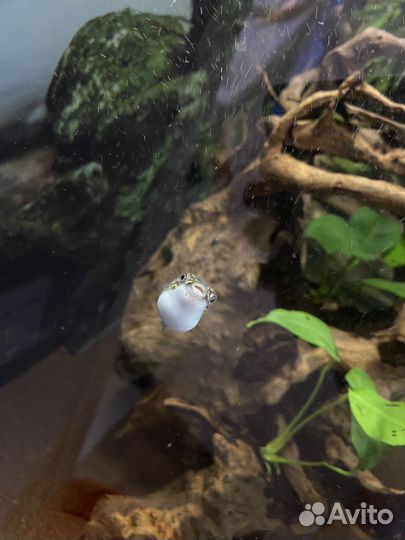 Тетраодон восьмерка, анциструсы(пара)