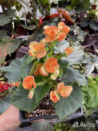 Бегония элатиор из питомника