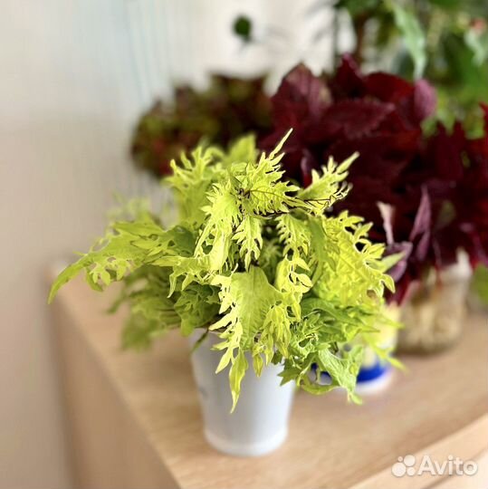 Колеусы сортовые