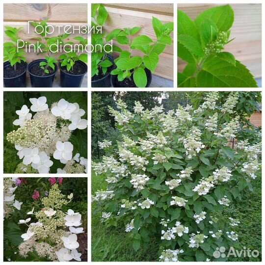 Гортензия метельчатая Пинк даймонд