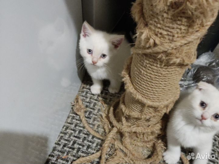 Продам котят, шотландцы