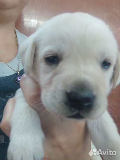 Щенки лабрадора