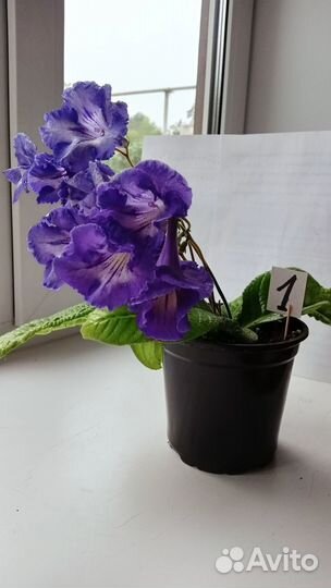 Цветы домашние в горшках Стрептокарпус