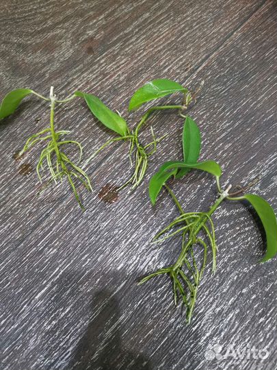 Хойя Макгилливрей