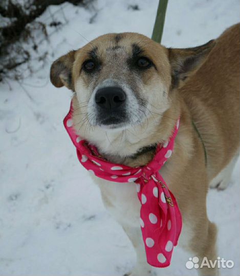 Домашняя собака выживает в приюте