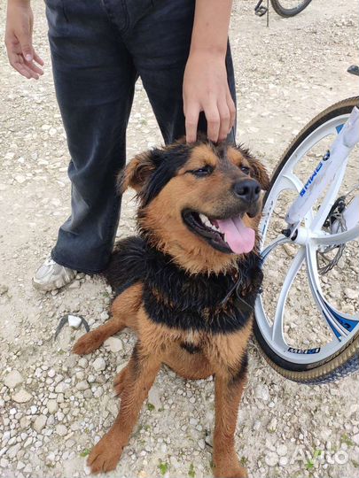 Собака в добрые руки отдам бесплатно