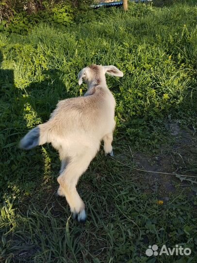 Козлята