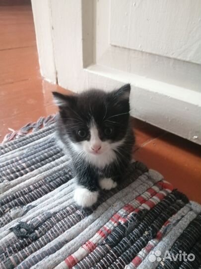 Кошка бесплатно