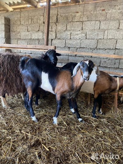 Коза нубийская