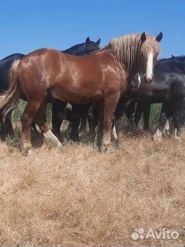 Лошади Тяжеловозы