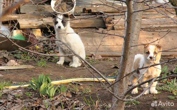 Объектив canon ef-s 15-85