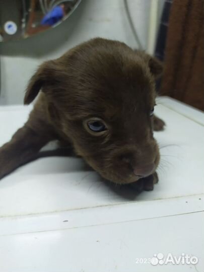 Собака в добрые руки, ещё маленькие